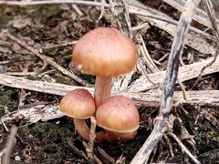 Tubaria furfuracea