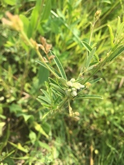 Lespedeza leptostachya
