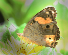 Junonia hierta hierta