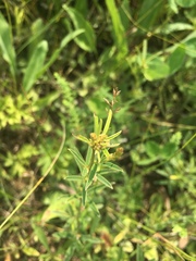 Lespedeza leptostachya