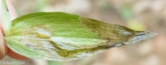 Parallelomma vittatum