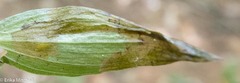 Parallelomma vittatum