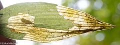 Parallelomma vittatum