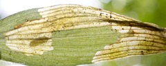 Parallelomma vittatum