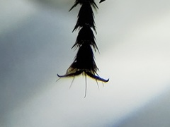 Gnadochaeta