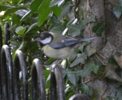 Parus major