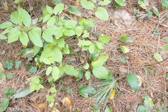 Lonicera canadensis