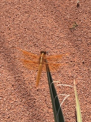 Libellula saturata