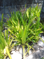Portea petropolitana