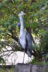 Ardea cinerea