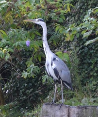 Ardea cinerea
