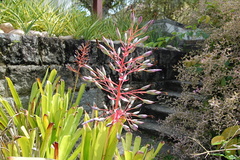 Portea petropolitana