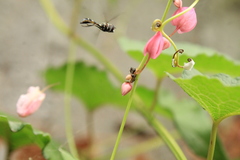 Dioprosopa clavata