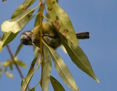 Cyanistes caeruleus