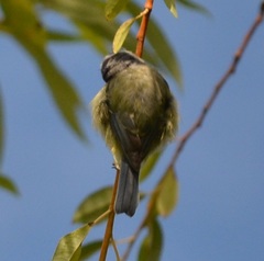 Cyanistes caeruleus