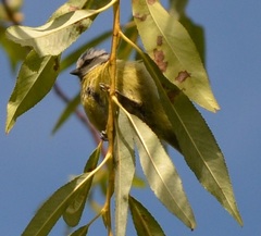 Cyanistes caeruleus