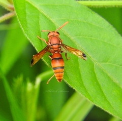 Antodynerus limbatus