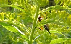 Pimpla pedalis