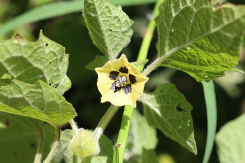 Physalis peruviana