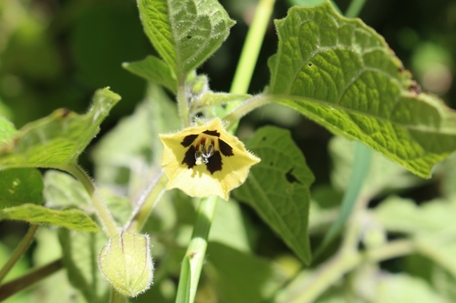 Physalis peruviana