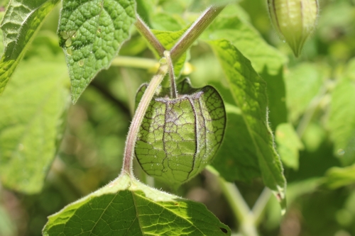 Physalis peruviana