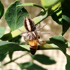 Megafreya sutrix