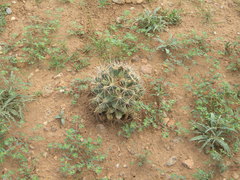 Coryphantha robustispina