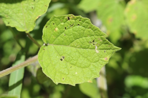 Physalis peruviana