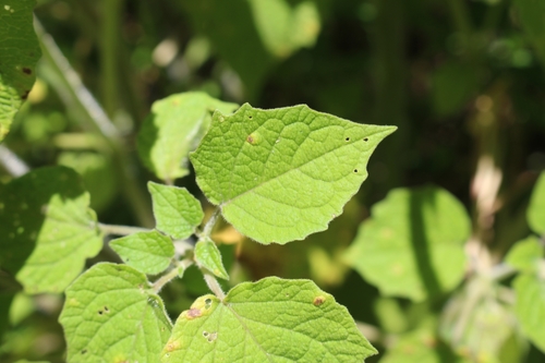 Physalis peruviana