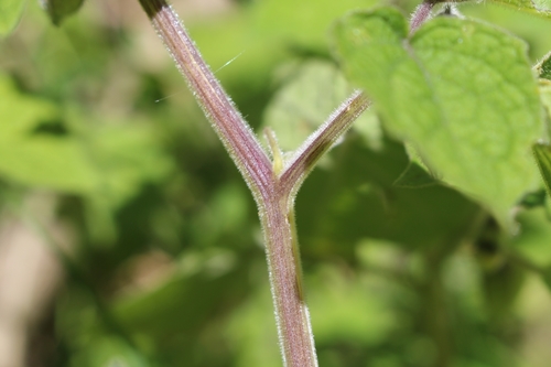 Physalis peruviana