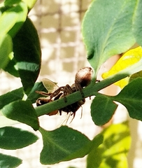 Megafreya sutrix