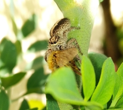 Megafreya sutrix