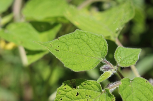 Physalis peruviana