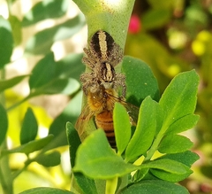 Megafreya sutrix