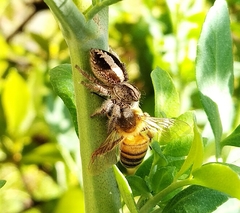 Megafreya sutrix