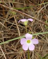 Oxalis violacea