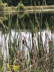 Podilymbus podiceps