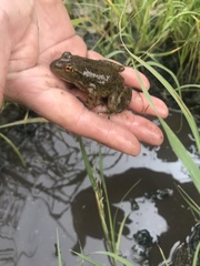 Lithobates catesbeianus