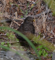 Turdus merula