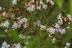 Stevia serrata