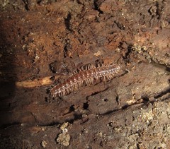 Pseudopolydesmus pinetorum