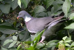 Columba palumbus