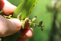 None (Catopsis nitida)