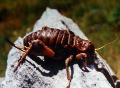 Deinacrida tibiospina