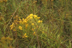 Solidago nitida
