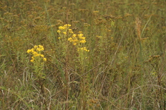 Solidago nitida