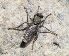 Lasiopogon sierra