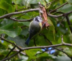 Cyanistes caeruleus