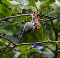 Cyanistes caeruleus