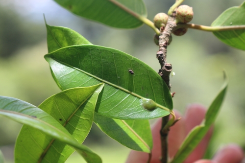 Image of Ficus pertusa by no rights reserved